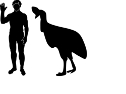 Silhouette comparison of the relative sizes of an adult man and a cassowary. The cassowary's head is at about shoulder height.