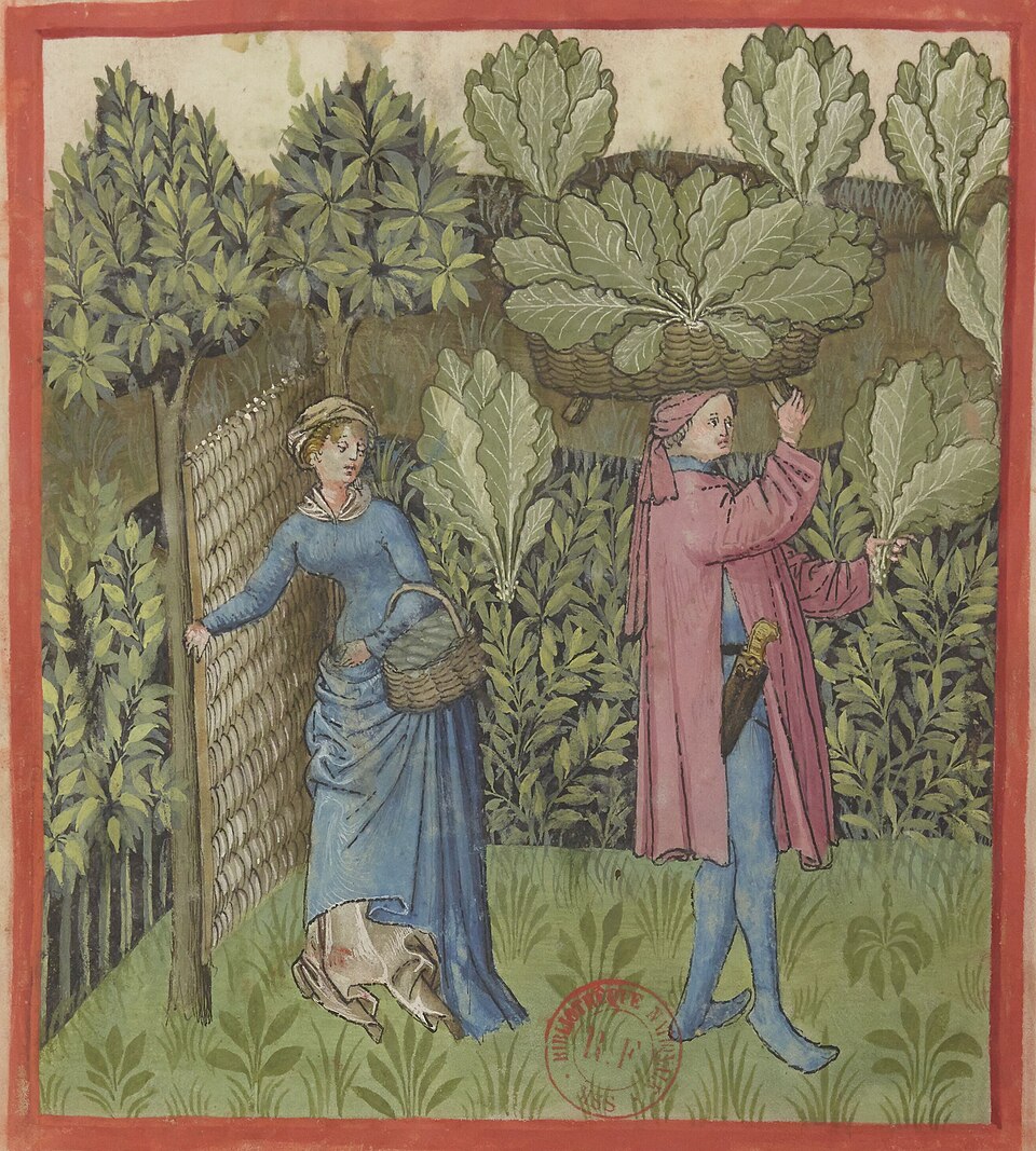 File:Tacuinum Sanitatis-cabbage harvest.jpg