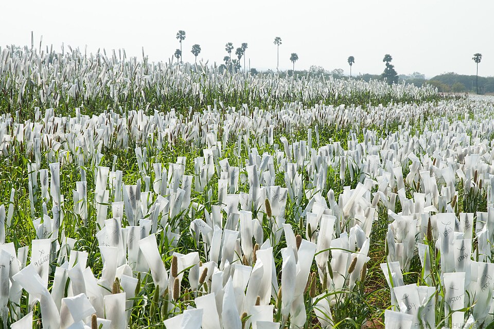File:2013.02-402-294a Pearl millet,breeding,selfing ICRISAT,Patancheru(Hyderabad,Andhra Pradesh),IN wed20feb2013.jpg