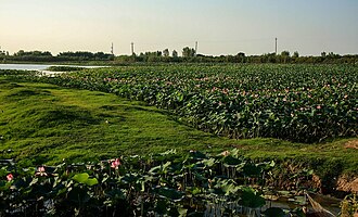 Lotus Wetland