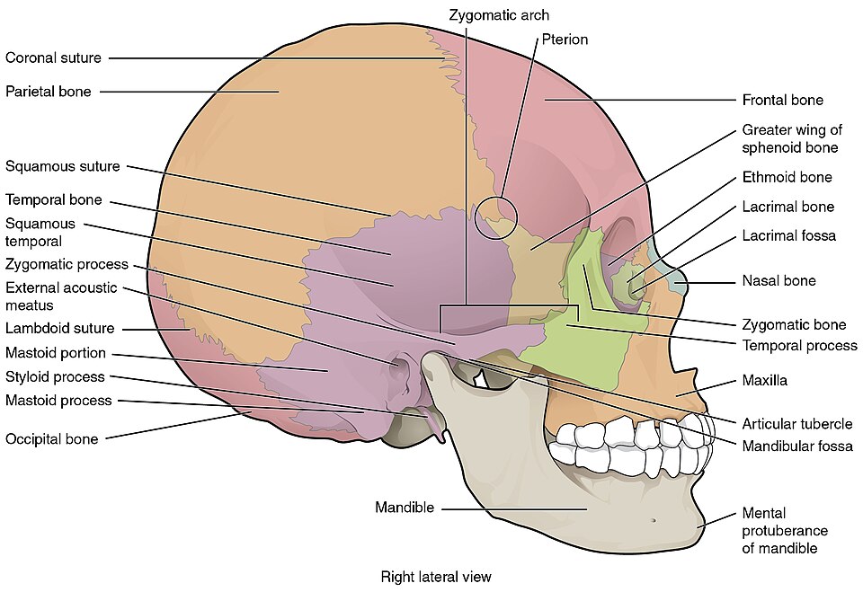 File:705 Lateral View of Skull-01.jpg