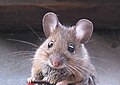 head of woodmouse, - one of few images in the article that would look good in small size