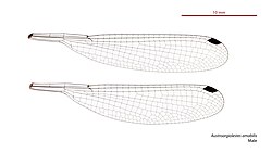 Male wings