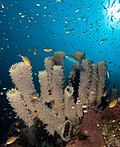 Image 1Coral reefs provide marine habitats for tube sponges, which in turn become marine habitats for fishes (from Marine habitat)