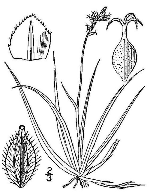 File:Carex concinna.jpg