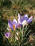 Crocus imperati'De Jager'