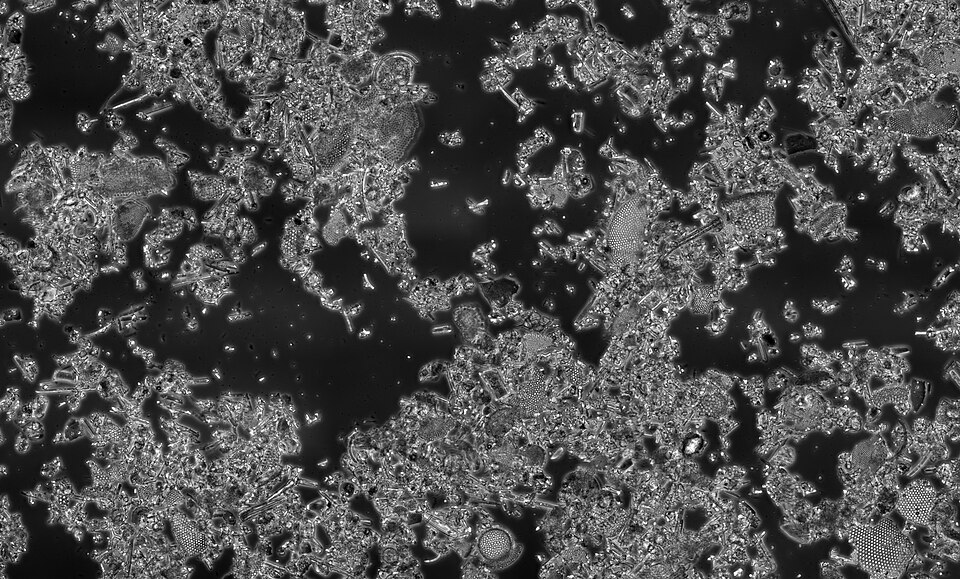 File:Diatomaceous Earth PhaseContrast.jpg
