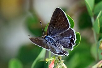 Dotted hairstreak Strymon istapa ♀ Cayman Islands