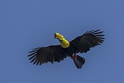588 bird speciesfrom the Neotropical Realm