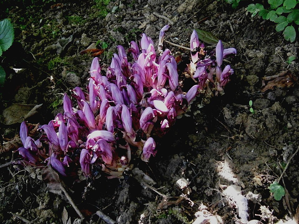 File:Lathraea clandestina RHu.jpg