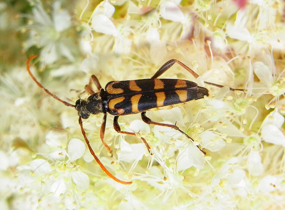 File:Leptura annularis up.jpg