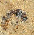 Messelepone leptogenoides male 05 Dec 2015