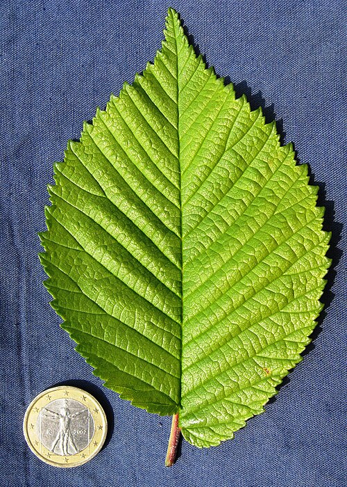 File:Morfeo leaf.jpg