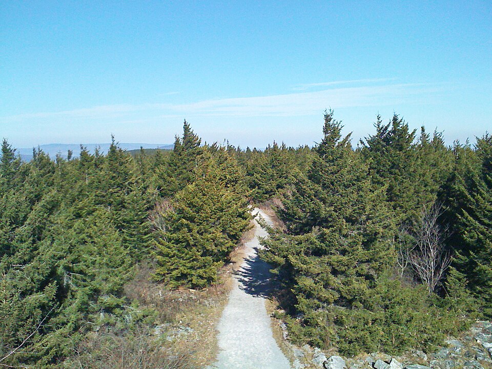 File:RedSpruceForestOnSpruceKnobWV.JPG