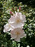 Rosa 'Lieve Louise'
