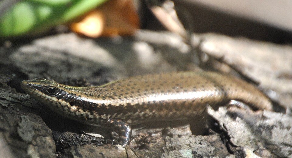 File:Spondylurusnitidus.jpg