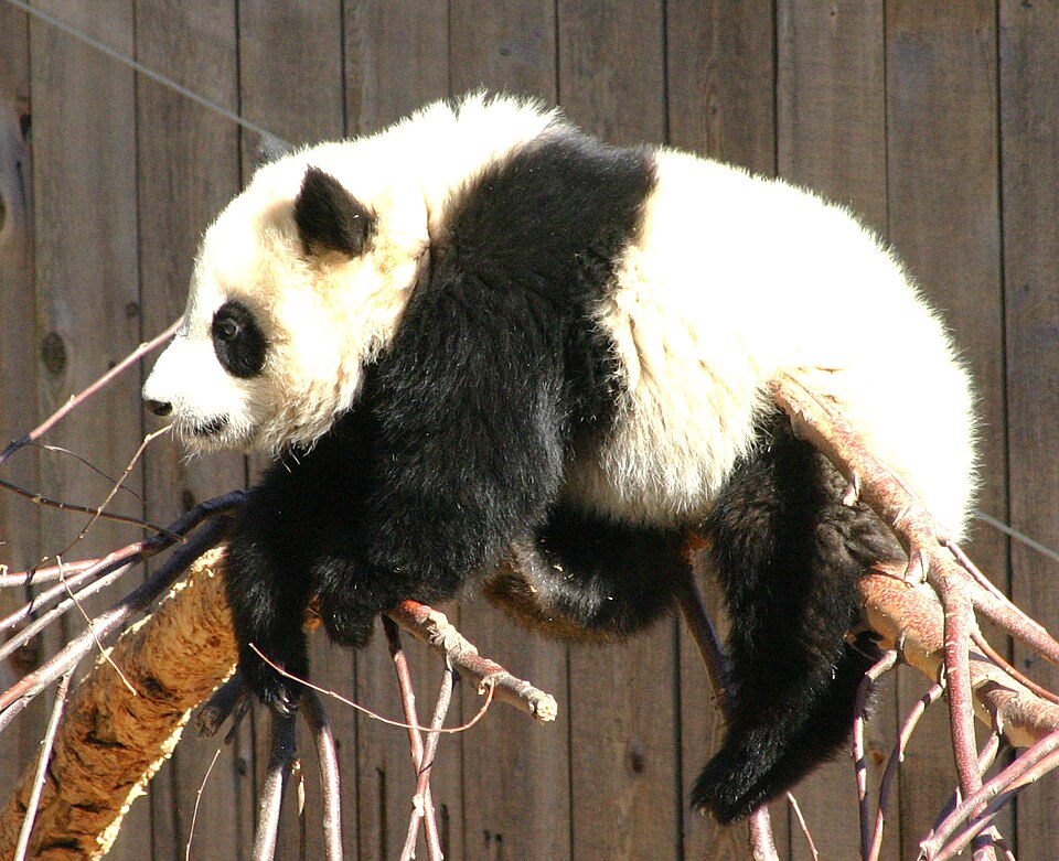 File:Tai Shan 301 0168 (109303368).jpg