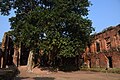 Old Banyan tree in the compound