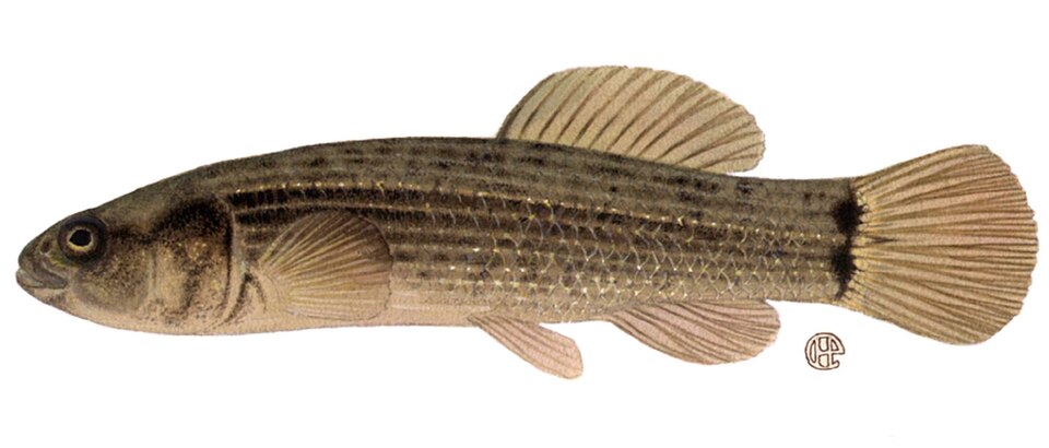 File:Umbra pygmaea 2.jpg
