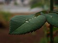 A droplet of rain on a leaf
