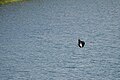frigatebird plunges into Laguna El Junco