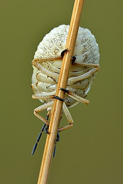 Carpocoris purpureipennis, bottom view, by Iifar