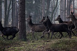 Red deer
