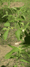Request:Move to Commons, remove watermark and split images.
Taken by: Beao
New file: overwritten.