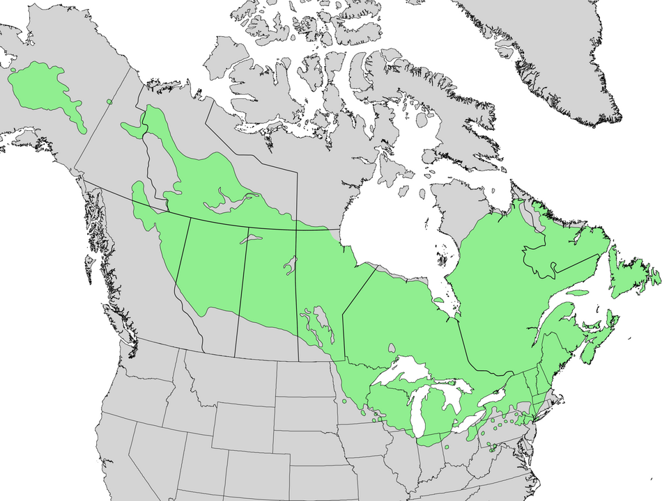File:Larix laricina range map 3.png