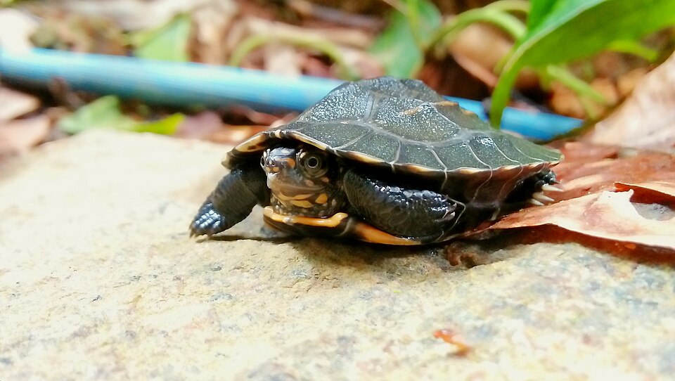 File:Little Gal-ibba (Melanochelys trijuga).jpg