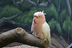 Cookie, a cockatoo that lived to be 83 years old, housed in the Brookfield Zoo