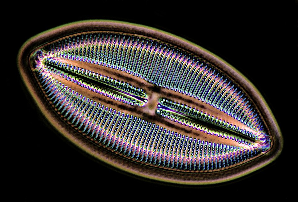 File:Lyrella hennedy 1600x contrast invertion.jpg