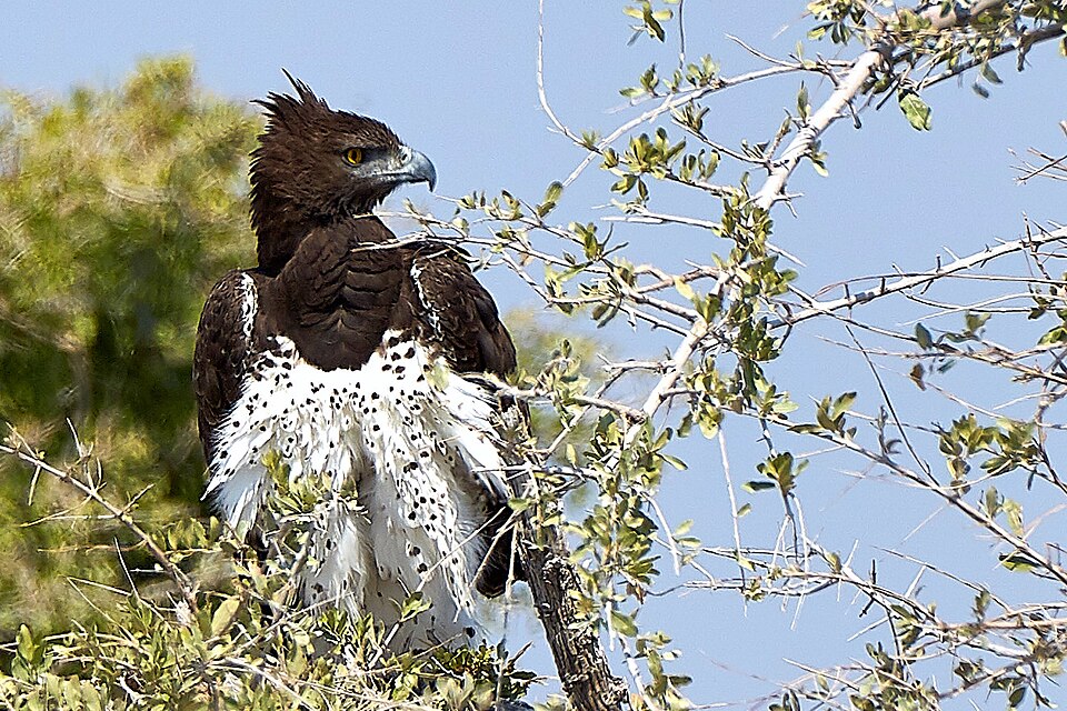 File:Martial Eagle Looking for Guineafowl.jpg