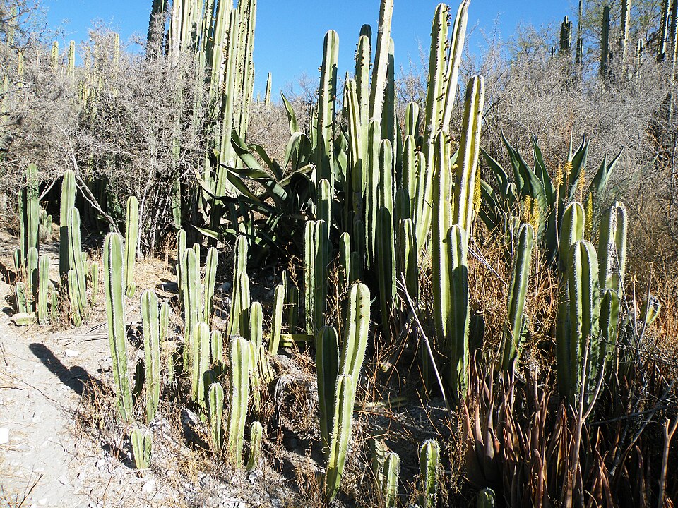 File:Pachycereus marginatus (5761982378).jpg