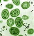 Image 108Prochlorococcus, an influential bacterium which produces much of the world's oxygen (from Marine food web)