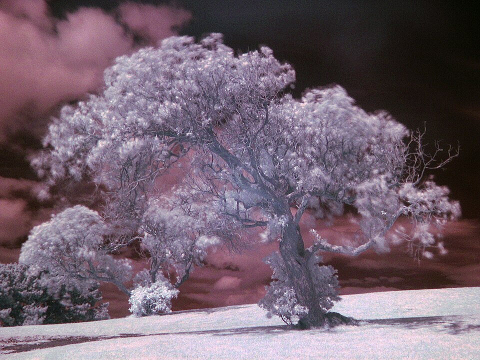 File:Tree example IR.jpg