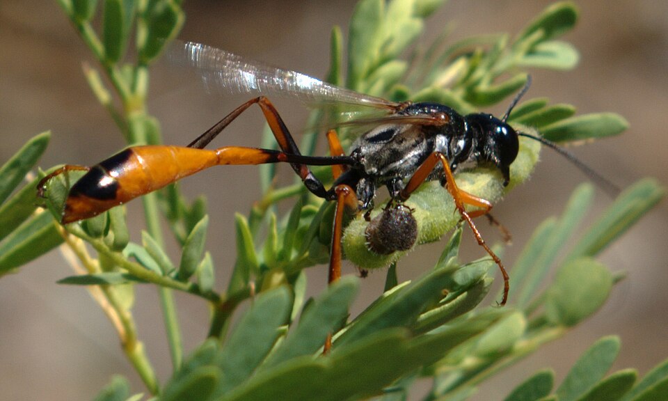 File:Ammophila with caterpillar2.jpg