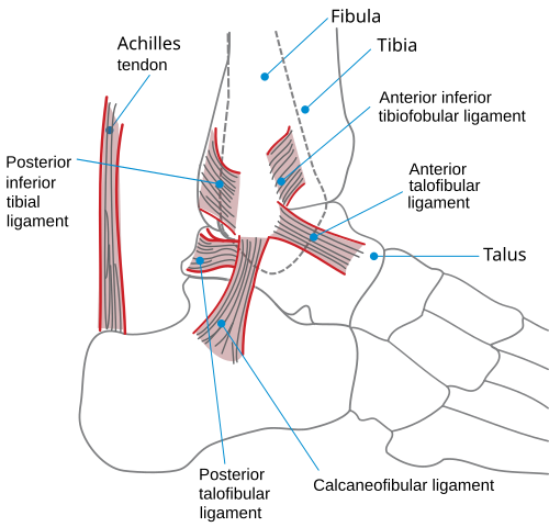 File:Ankle en.svg