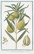 An illustration of the species in Hortus Romanus