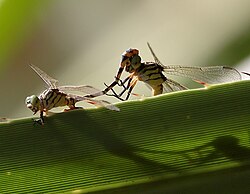 Mating pair (image rotated 90 deg) male on the left.