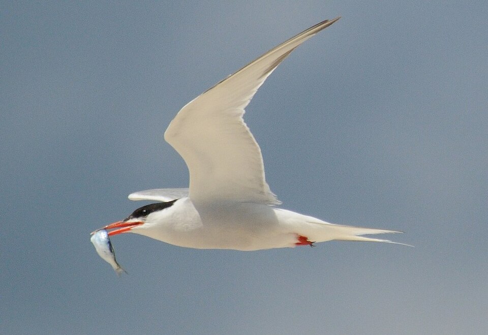 File:Common tern with fish.jpg