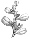 Thumbnail for version as of 19:10, 5 July 2009