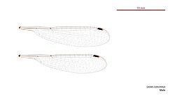 Photo of male wings