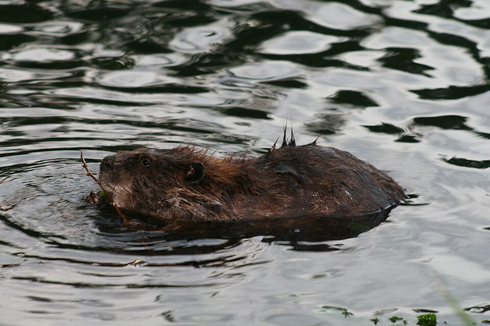 File:Lincoln Park Beaver.JPG