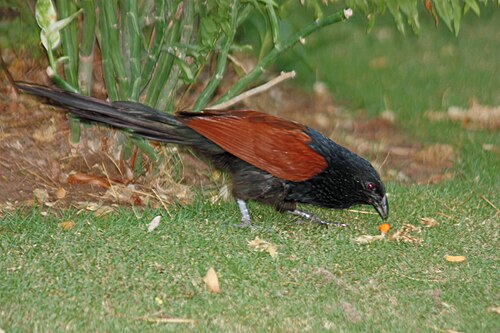 Malagasy coucal Centropus toulou Madagascar