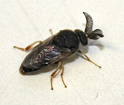 Male imago