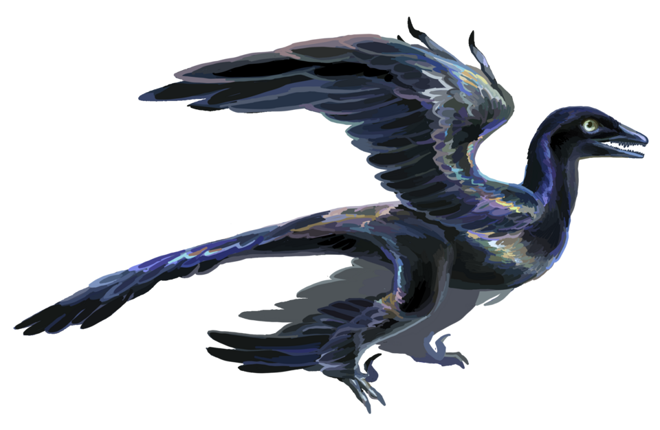 File:Microraptor recon.png