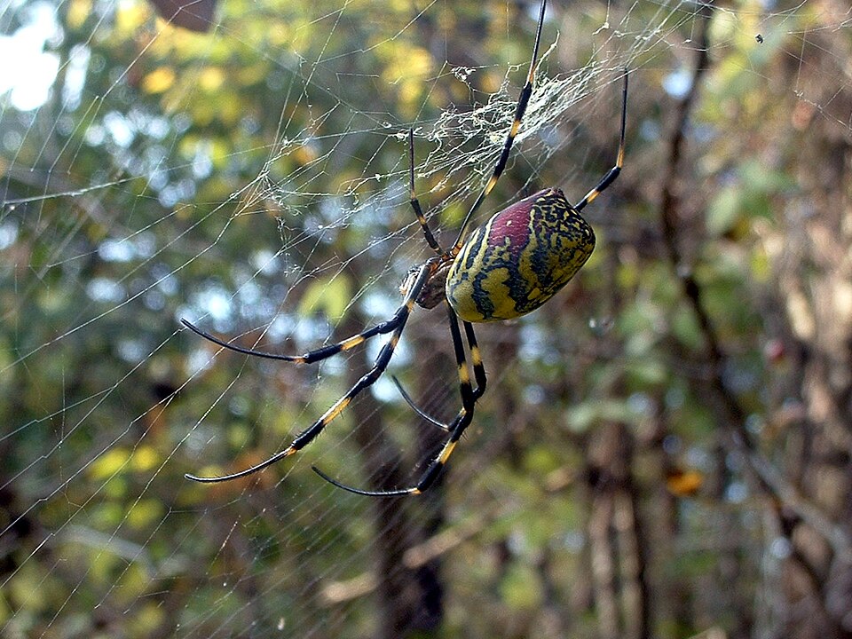 File:Nephila Clavata.jpg