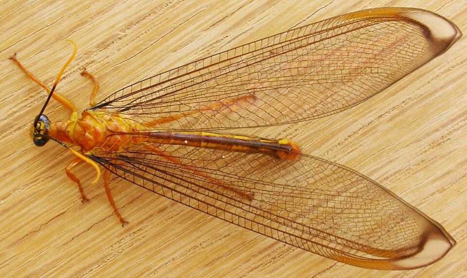 File:Nymphes myrmeleonoides (3155078680) crop.jpg