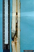 Thumbnail for version as of 19:11, 12 May 2025